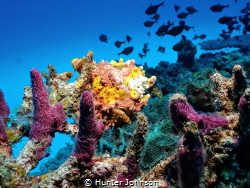 Not as camouflaged as I would like to be. by Hunter Johnson 